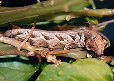 Caterpillar segments
