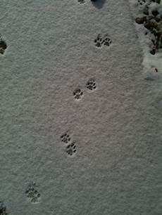 Caterpillar Snow