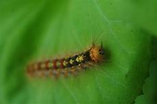 Caterpillar Trade