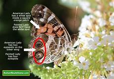 Caterpillar Used