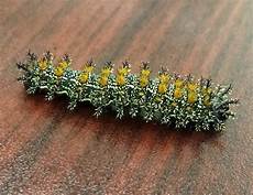 Caterpillar Wheel