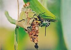 Caterpillar