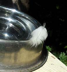 Caterpillar