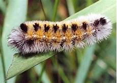 Chain Caterpillar