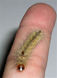 Crane Caterpillar