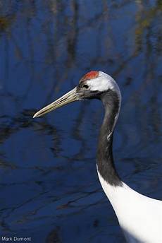 Crane