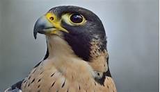 Famous Falcon