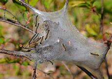 Gasoline Caterpillar
