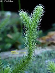 Long Tip