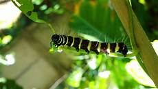 Machines Caterpillar