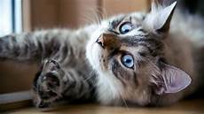 New Cat