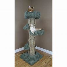 New Cat