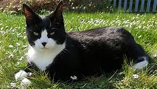 New Cat
