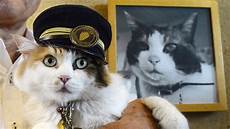 New Cat