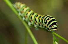 Original Caterpillar