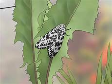 Provide Caterpillar
