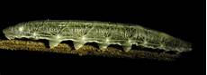 Robot Caterpillar