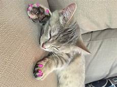 Sale Cat