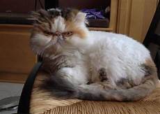Sale Used Cat