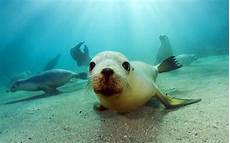 Seal