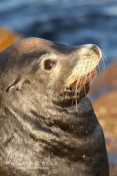 Seal