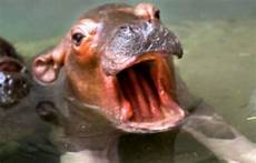 Teeth