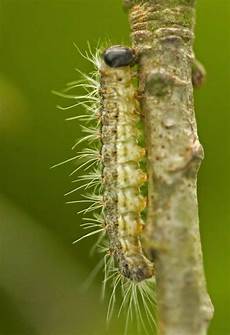 Trade Caterpillar
