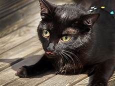 Used Cat