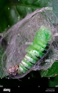 Used Caterpillar Caterpillar