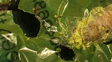 Used Caterpillar Produced