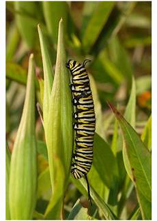 Used Caterpillar
